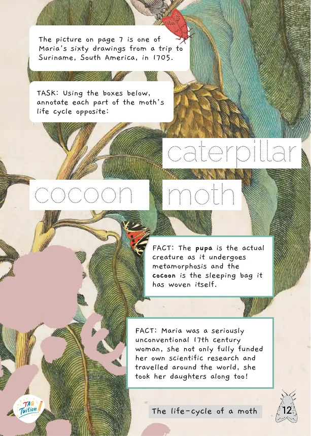 Caterpillar, cocoon and moth workbook cover.