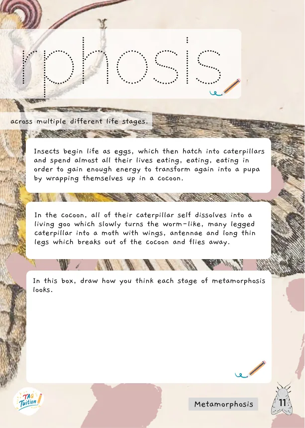 Metamorphosis workbook spread mapping the stages of a life cycle.